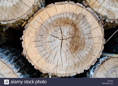 Image result for Cut Log