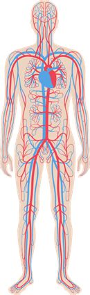 இரத்த ஓட்ட மண்டலம் — lesson. அறிவியல், Class 6.