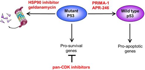 Targeting the p53 Pathway in CLL: State of the Art and Future Perspectives