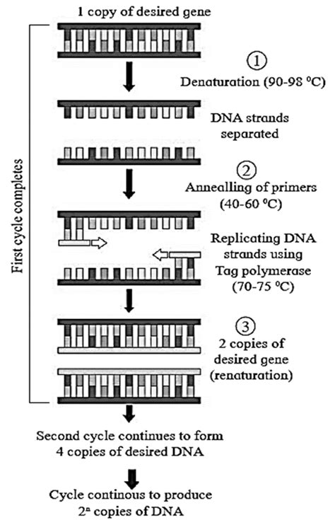 Molecular Biotechnology 的图像结果