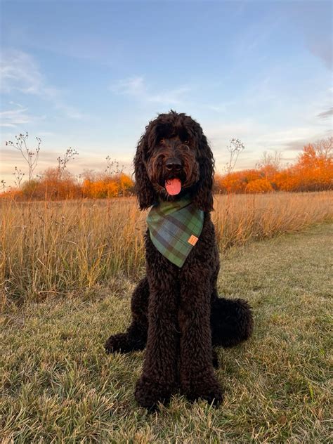 Black goldendoodle | Goldendoodle, Chocolate goldendoodle, Labradoodle ...