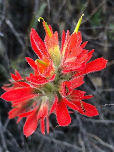 Indian Paintbrush Flower seed (Castilleja Affinis) – Starfish Honey