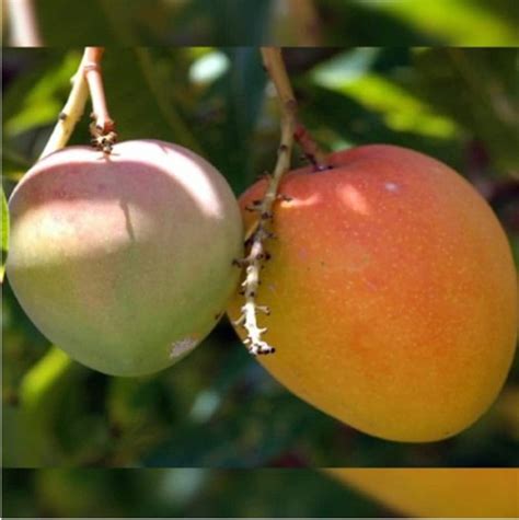 Sarika Nursery Taiwan red apple mango- rumani mango plant|Grafted ...