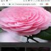 The consistency of DNA copying during reproduction is important for the ...