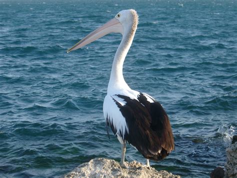 Free Stock photo of Pelican on Rock at West Australia | Photoeverywhere