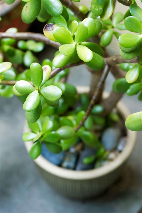 The 10 Easiest Succulent Houseplants for Beginners | Jade plants ...