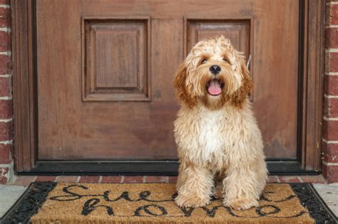 Image result for Buff Cockapoo