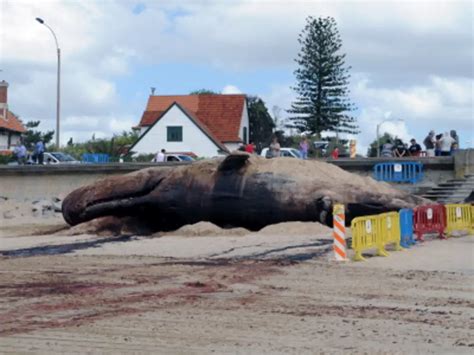 Exploding Whale Australia 的图像结果