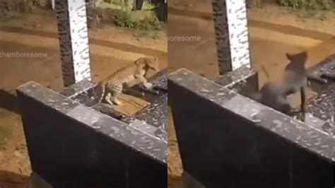 ‘Dogesh Bhai Gonna Flex Hard’: Fearless Dog Scares Away Leopard With ...