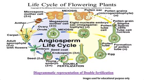 Reproduction Of Lower And Higher Plants