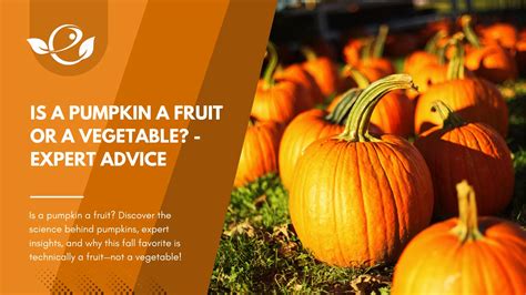Is a pumpkin a fruit or a vegetable? Expert Advice
