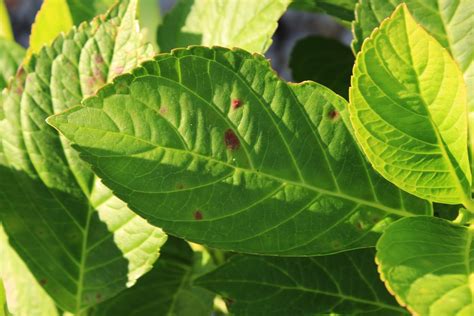 Brown Spots on Hydrangea Leaves (This Solution Worked For Me)