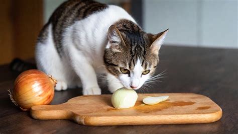 Can Cats Eat Onions