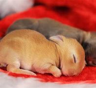 Image result for Cute Baby Rabbit Images