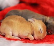 Image result for Baby Bunny in Grass