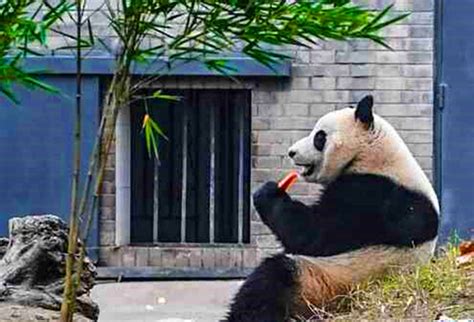 四川3只大熊猫幼崽被野化培训 饲养员扮成熊猫|大熊猫|大熊猫野化培训_新浪新闻