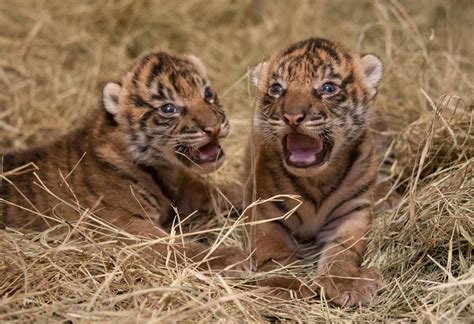 Bengal Tiger Baby Tiger Cub Facts: Lesson For Kids Video
