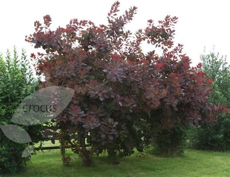 Buy smoke bush Cotinus 'Grace': Delivery by Waitrose Garden