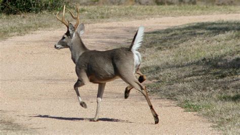 Ohio State Animal - White-tailed Deer | Deer photography, Whitetail ...