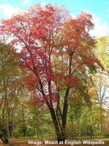 Tree Traversal Using Recursion in Java に対する画像結果