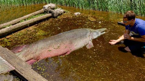 Swamp Fish 的图像结果