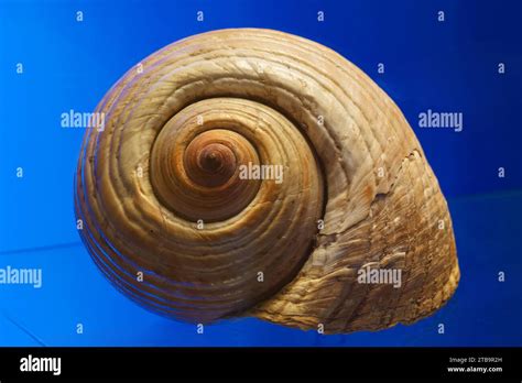Image result for Snail Shell Fossil