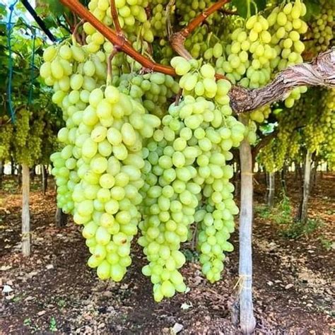 Grape plants - Green Grapes Plant Manufacturer from Chhindwara