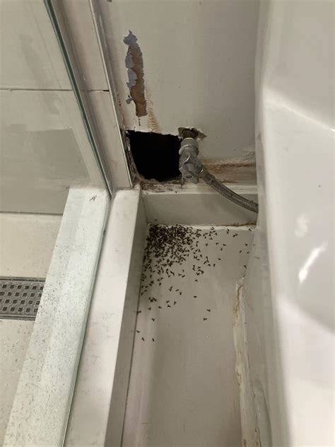 Drain Flies Bathroom