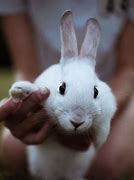 Image result for Bunny Rabbits as Pets