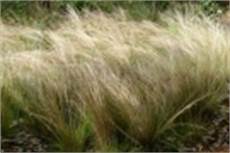 allergia alle graminacee alimenti vietati allergia al nichel sintomi cura e dieta cosa mangiare e allergia alle graminacee alimenti vietati allergia al nichel sintomi cura e dieta cosa mangiare e