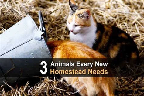 3 Animals Every New Homestead Needs