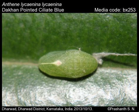 Anthene lycaenina | Butterfly