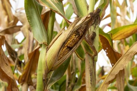 The only legal transgenic crop in Spain is being abandoned: farmers ...