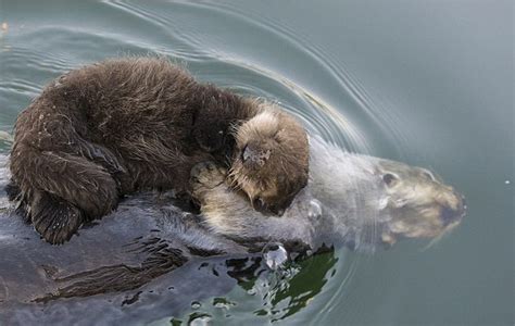 海獭妈妈让宝宝躺在自己怀里睡觉 ，自己像小船一样浮在水面上，宠溺的样子真的又可爱又暖心啊！_哔哩哔哩_bilibili