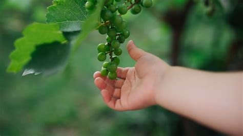 Download wallpaper 2560x1440 grapes, hand, fruit, leaves widescreen 16: ...