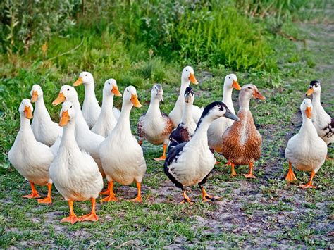 What is a Group of Ducks Called? (Complete List + Why?) | Bird Fact