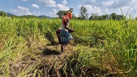 Wild boar herd causes extensive crop damage in Odisha, farmers demand ...