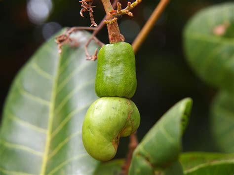 Did you know: Cashews are actually not nuts