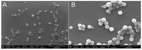 Synthesis and Application of Albumin Nanoparticles Loaded with Prussian ...