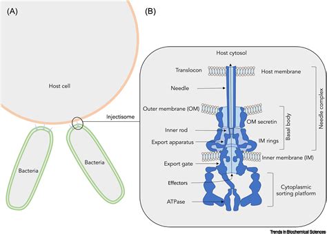 Recent structural advances towards understanding of the bacterial type ...