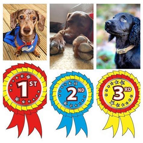 So (probably) Herefordshires biggest ever virtual dog show is over ...