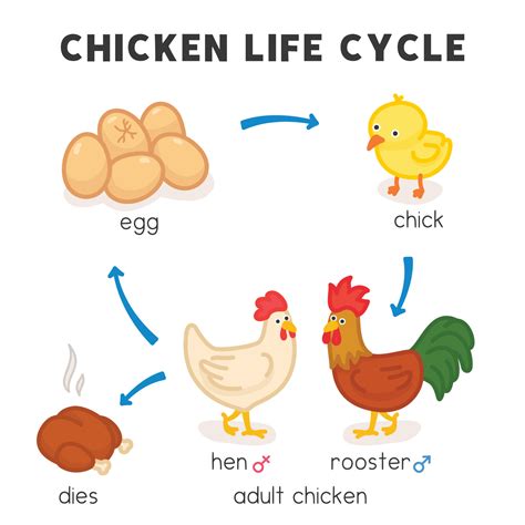 chicken life cycle diagram chart in science subject kawaii doodle ...