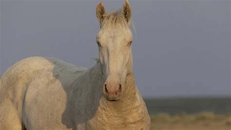 BLM Plans To Round Up Extremely Rare Wyoming Curly-Haired Mustangs ...