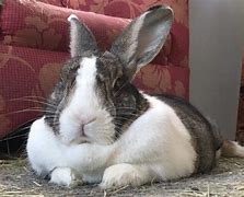 Image result for Funny Fat Baby Bunnies