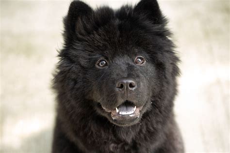 Chow Chow: Dog Breed Characteristics & Care