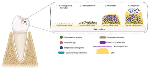 Antimicrobials from Medicinal Plants: An Emergent Strategy to Control Oral Biofilms