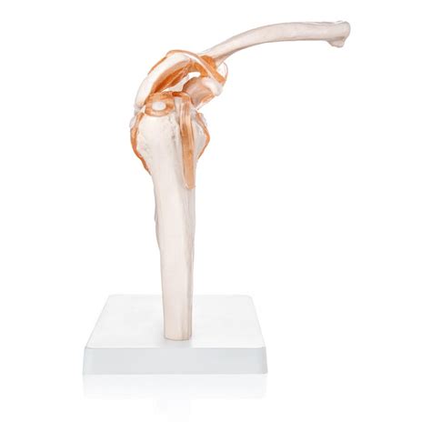 Image result for Shoulder Joint Model