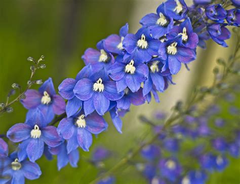 Ultimate Guide to the Delphinium Flower (Meaning & Symbolism) - Petal ...