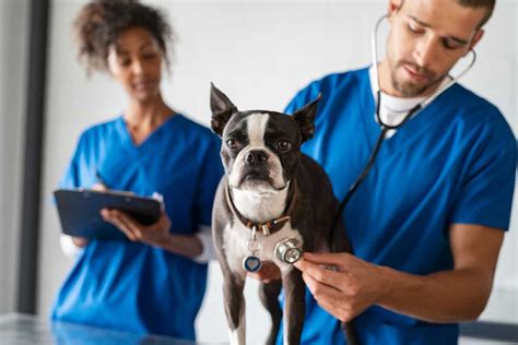 Image result for Accredited Vet Tech Programs