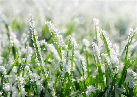 Does Frost Kill Grass Seed? - Tech & Organic Outdoors